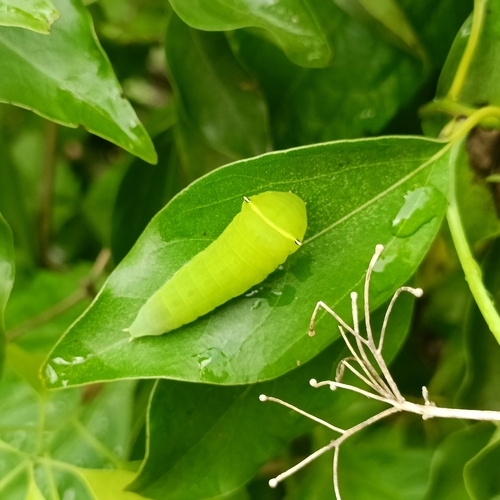 Clausena excavata