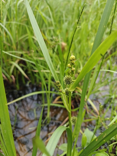 Sparganium erectum iNat (3)