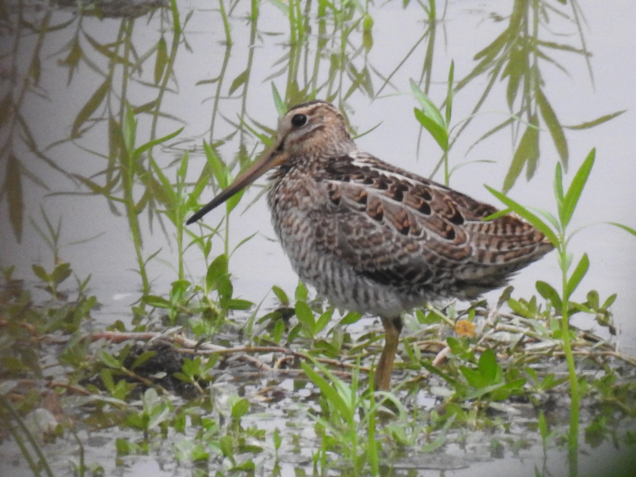 Pin-tailed Snipe