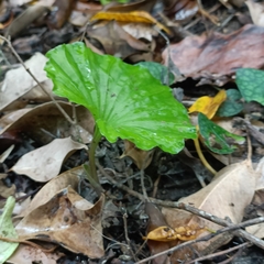Nervilia concolor, photograph (c) Yinling Chen, some rights reserved (CC BY)