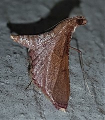 Endotricha mesenterialis