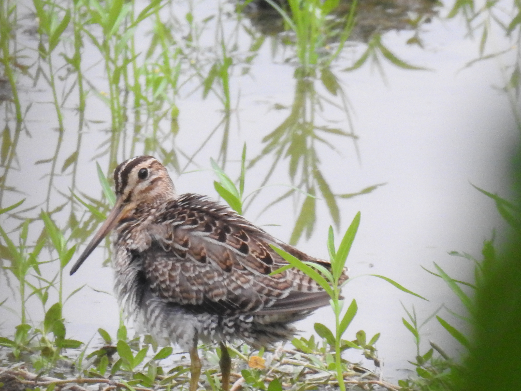 Pin-tailed Snipe