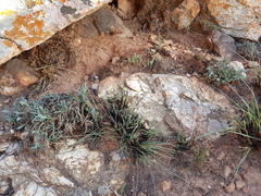 Helichrysum chionosphaerum
