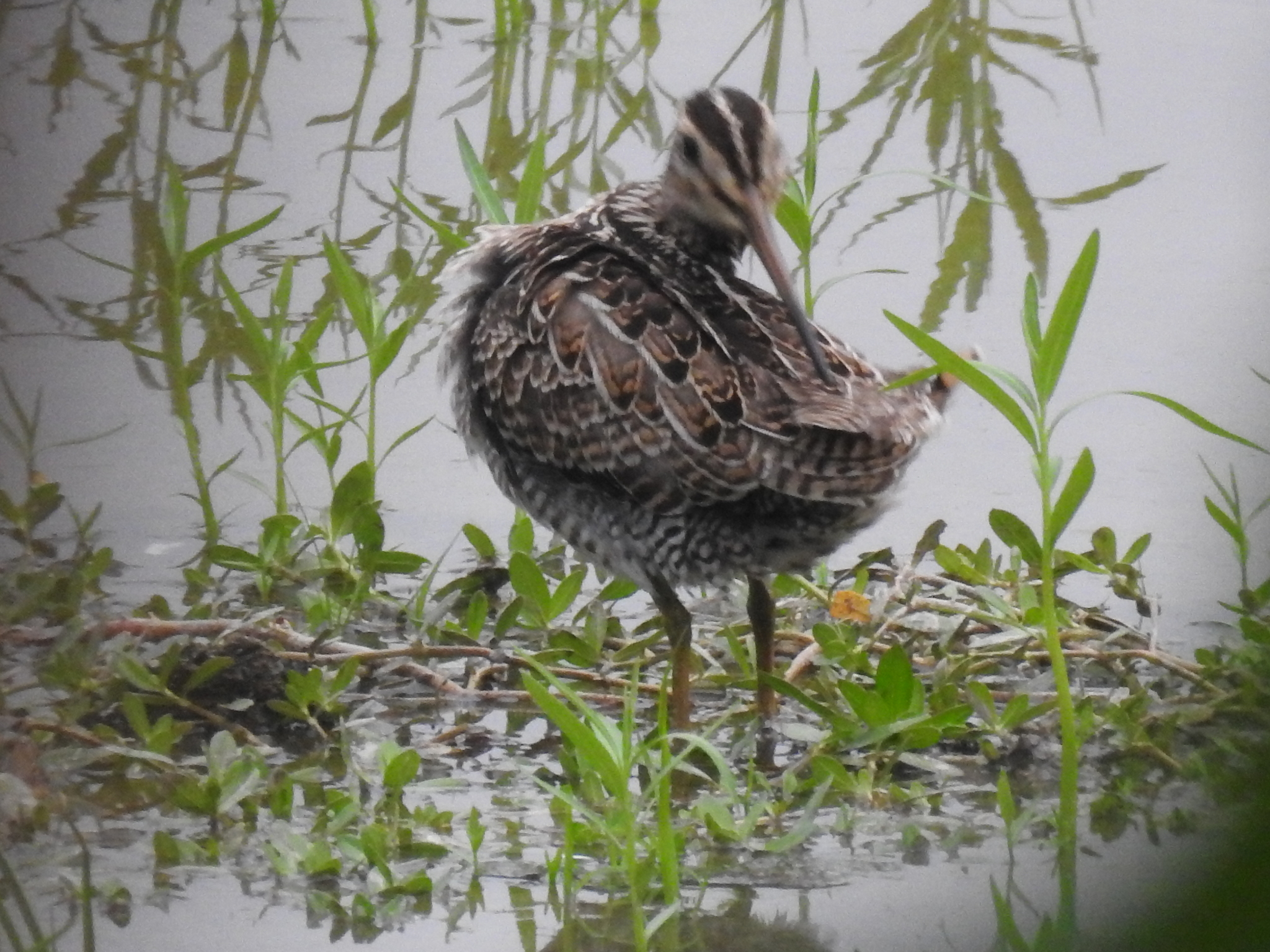 Pin-tailed Snipe
