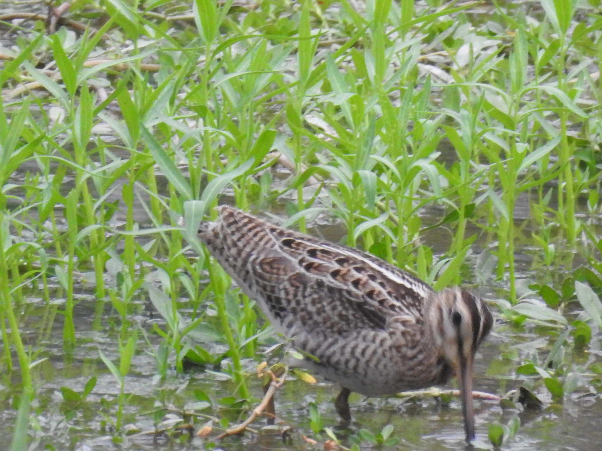 Pin-tailed Snipe