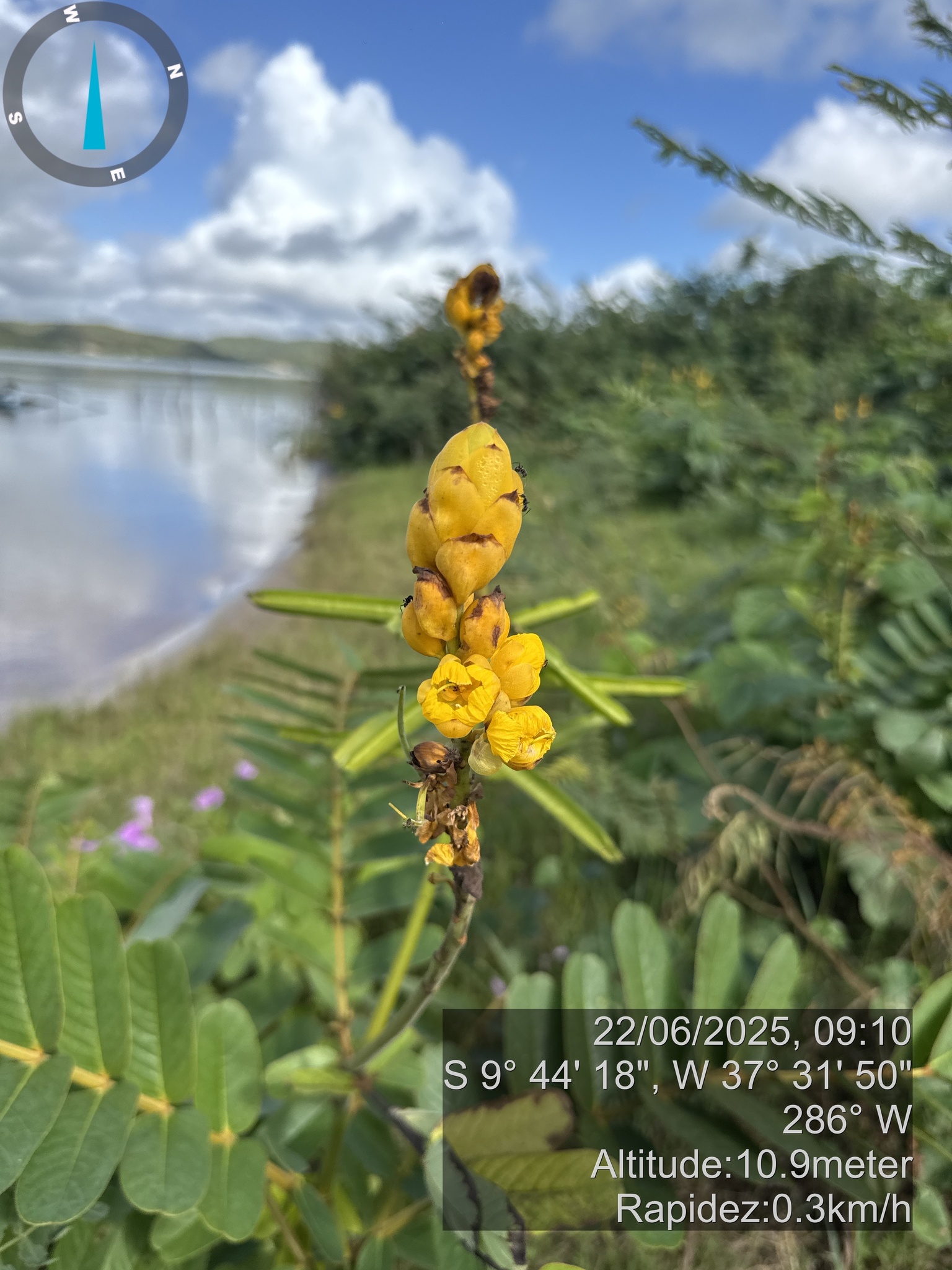 Senna alata