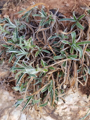 Helichrysum chionosphaerum
