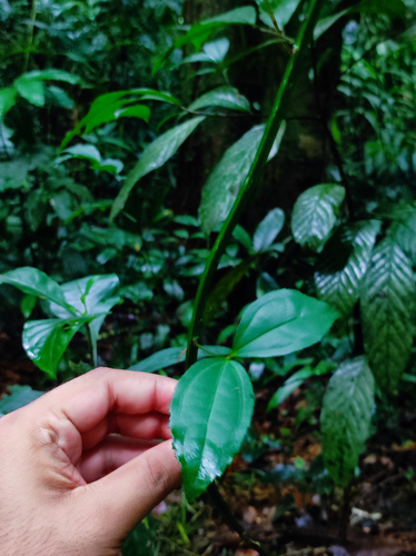 Myxopyrum smilacifolium observed 2025-06-22