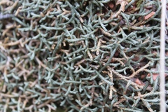 Selaginella mutica