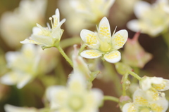 Saxifraga bronchialis funstonii