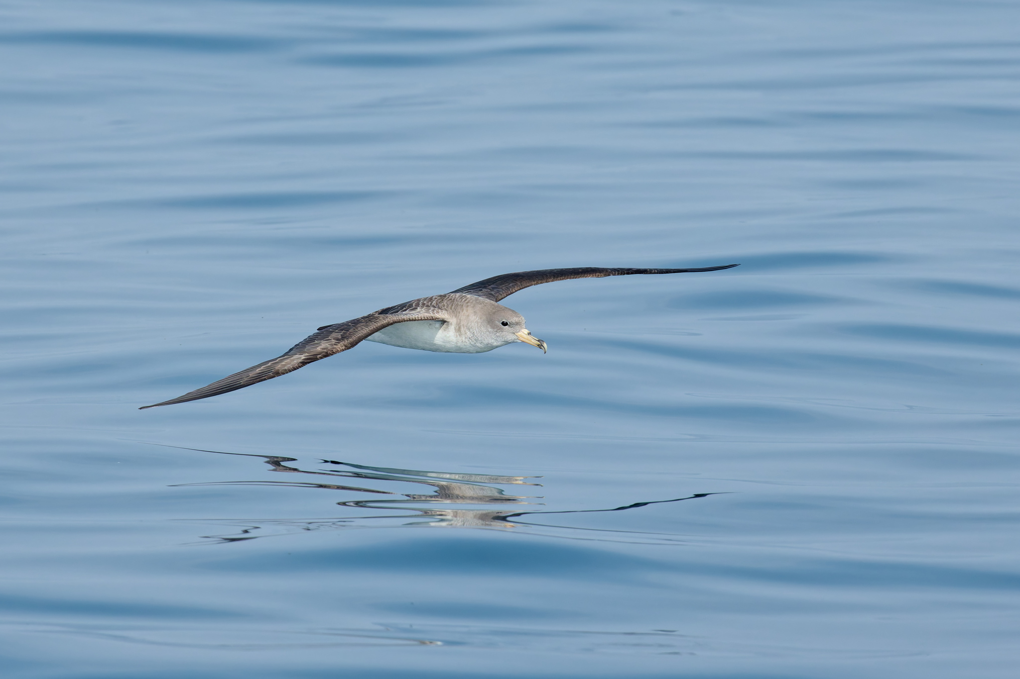 Cory's Shearwater (Calonectris diomedea)