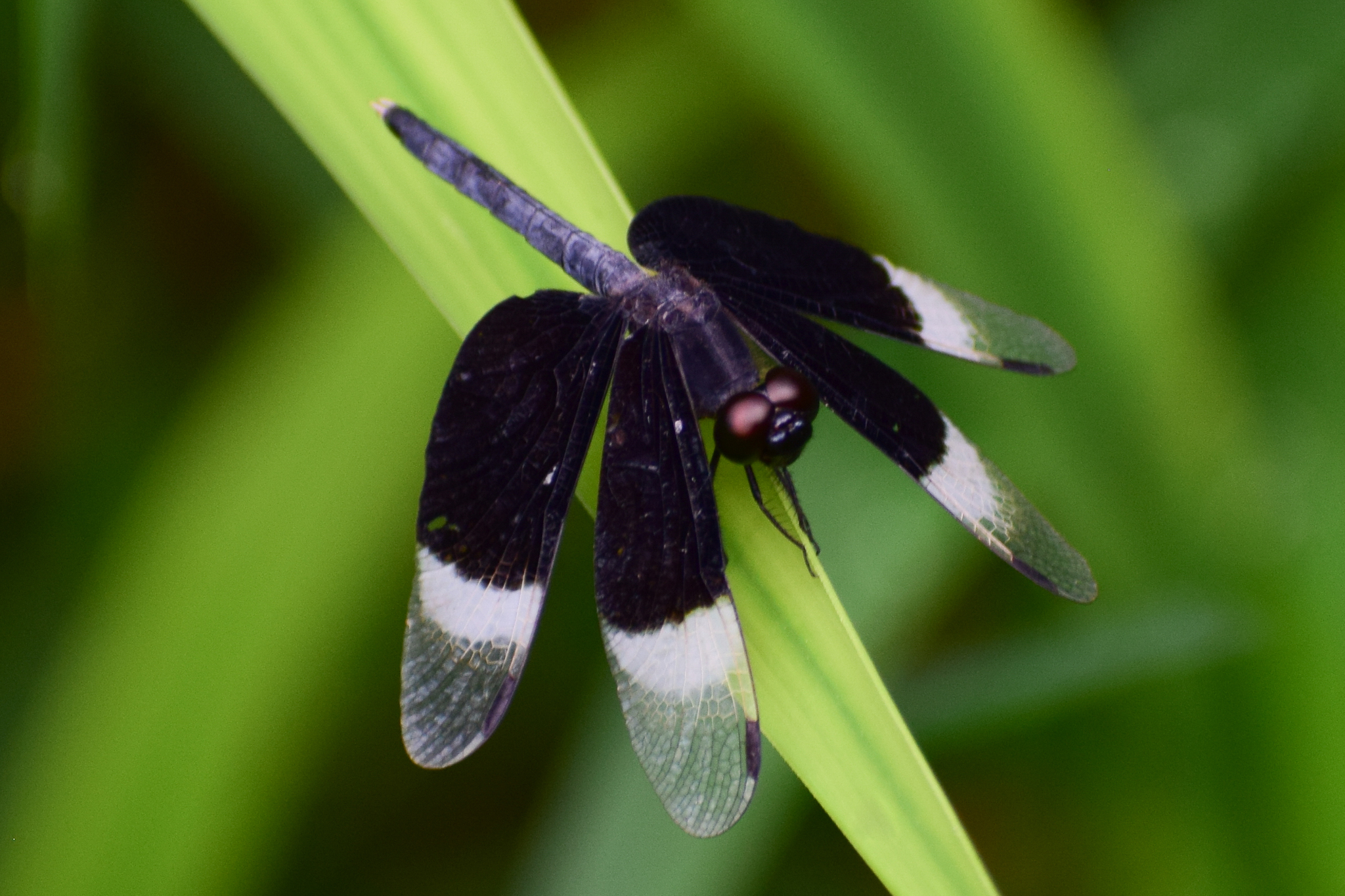 Pied Paddy Skimmer