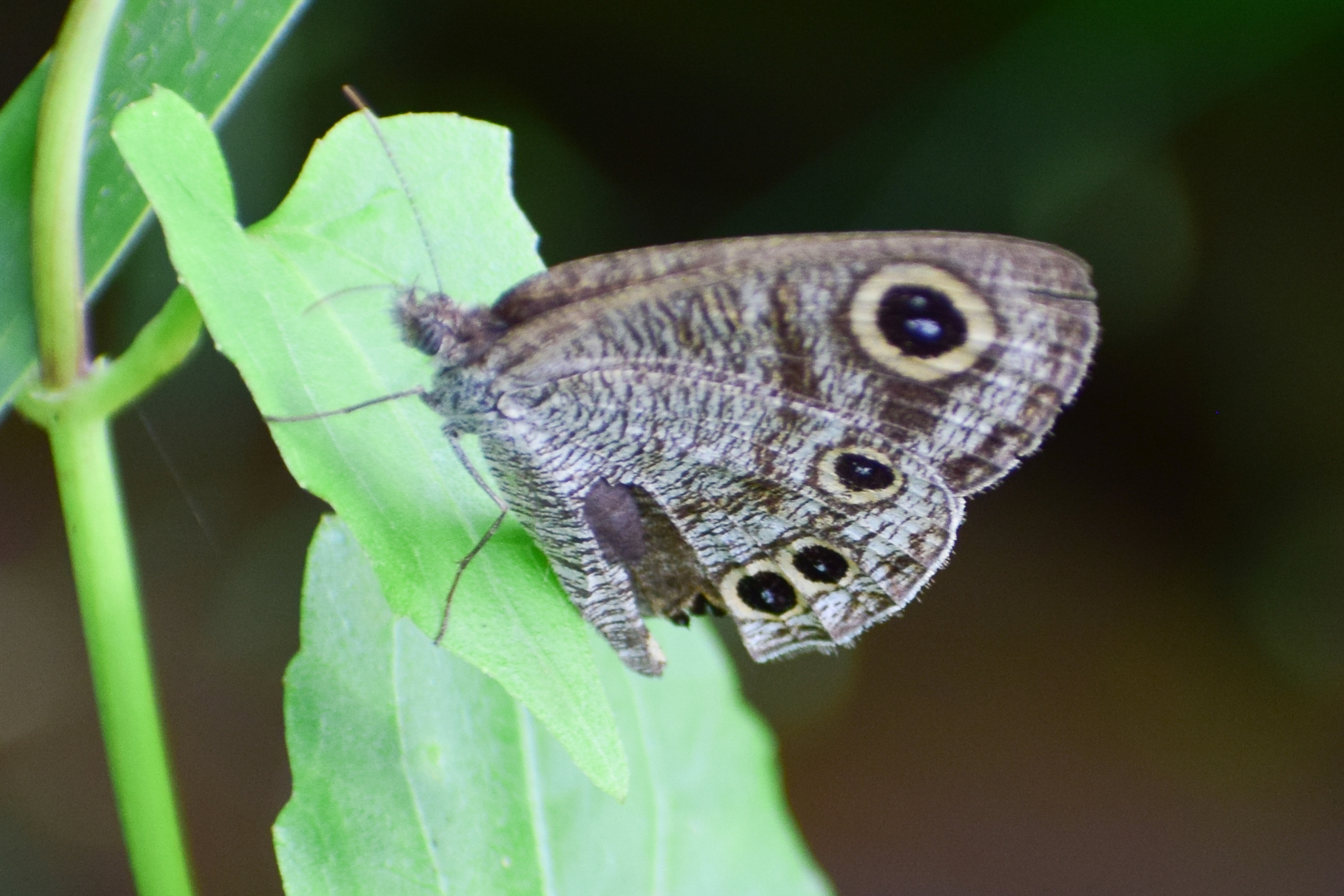 Common Four-Ring