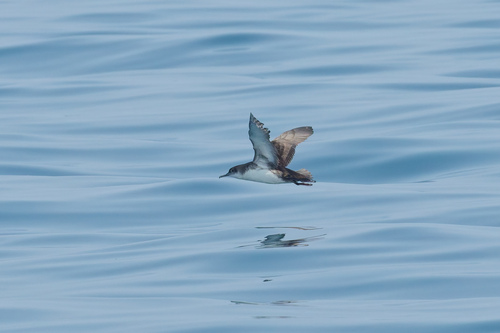 Pardela mediterránea (Puffinus yelkouan)