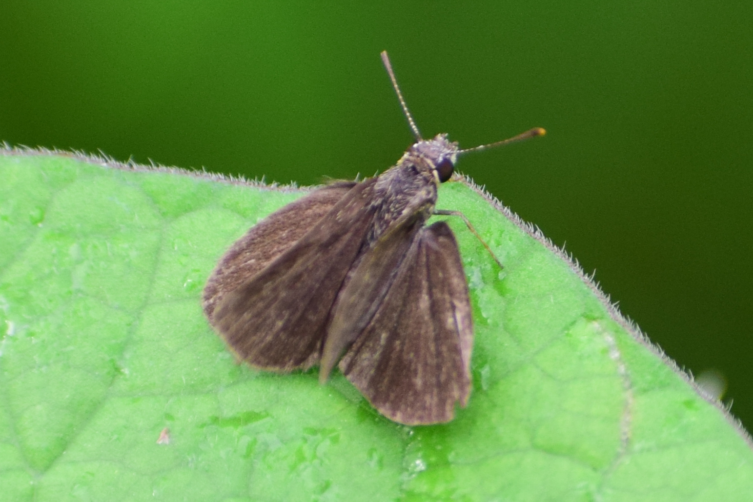 Pygmy Scrub Hopper