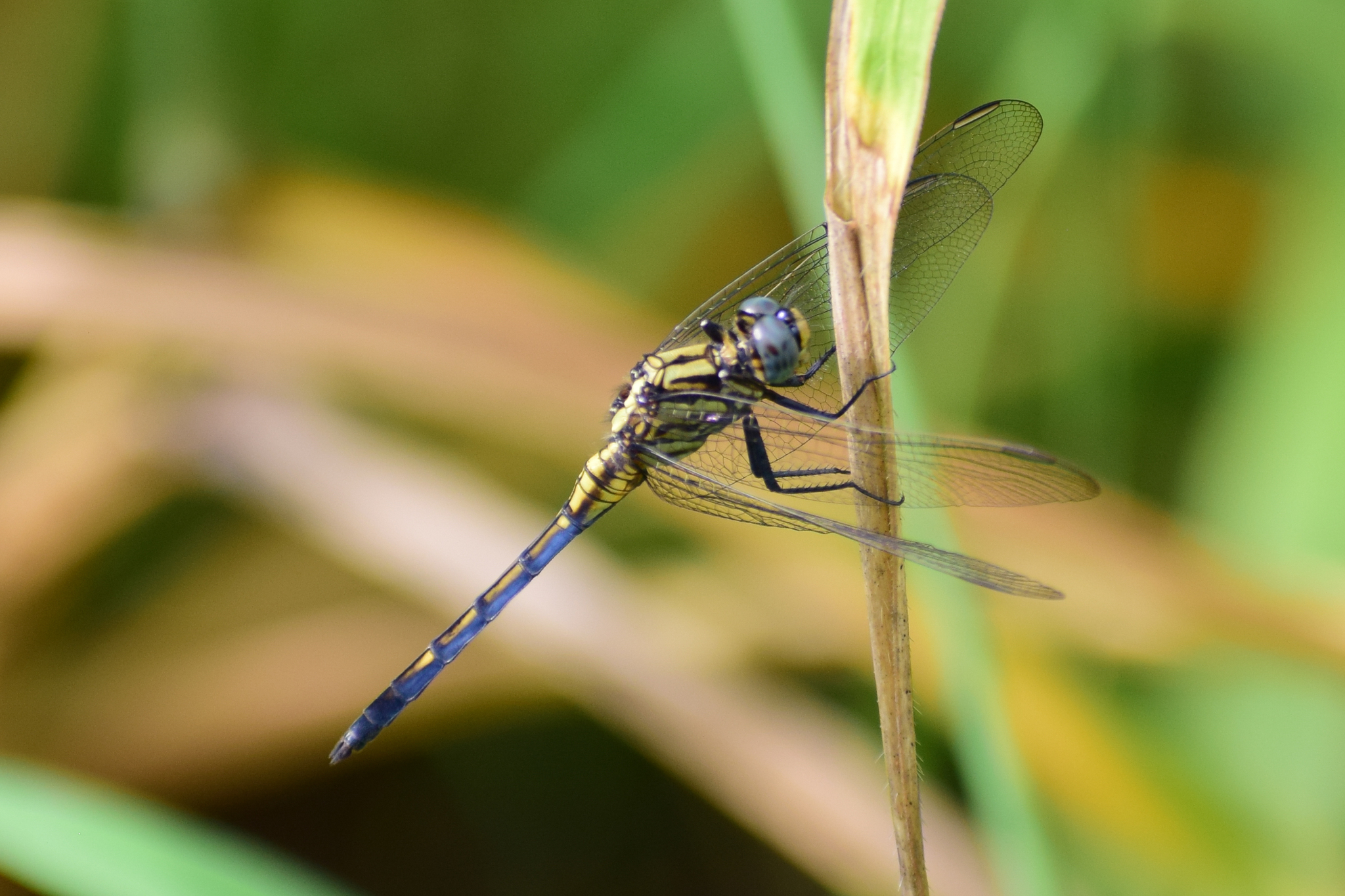 Marsh Skimmer