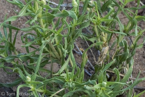 Rocky Mountain zinnia