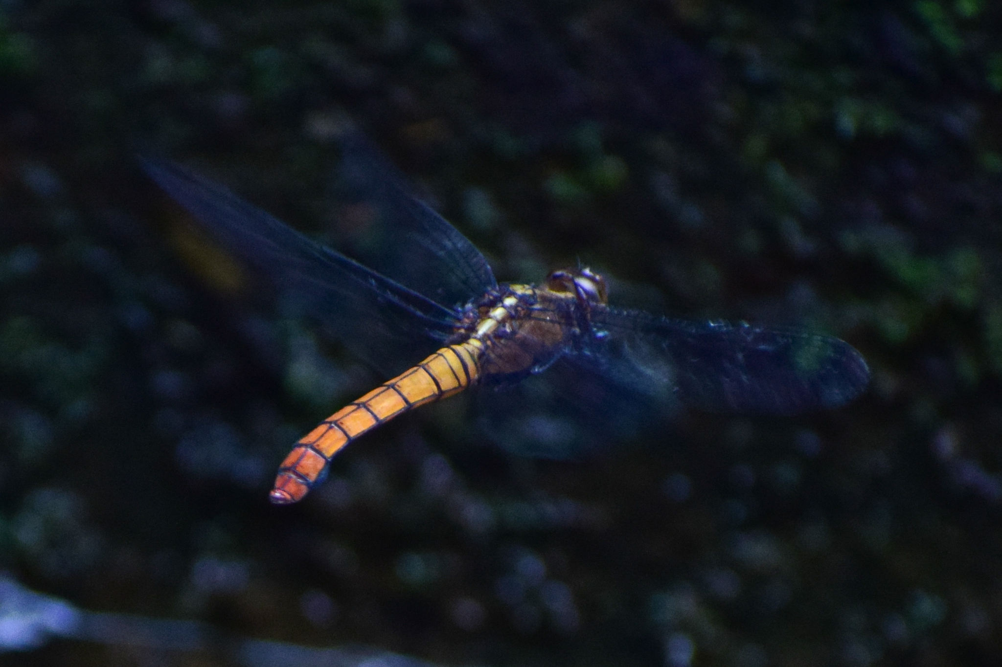 Spine-Tufted Skimmer