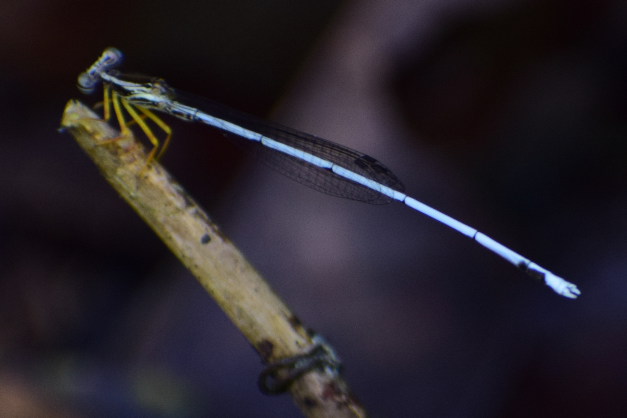 Blue Featherleg
