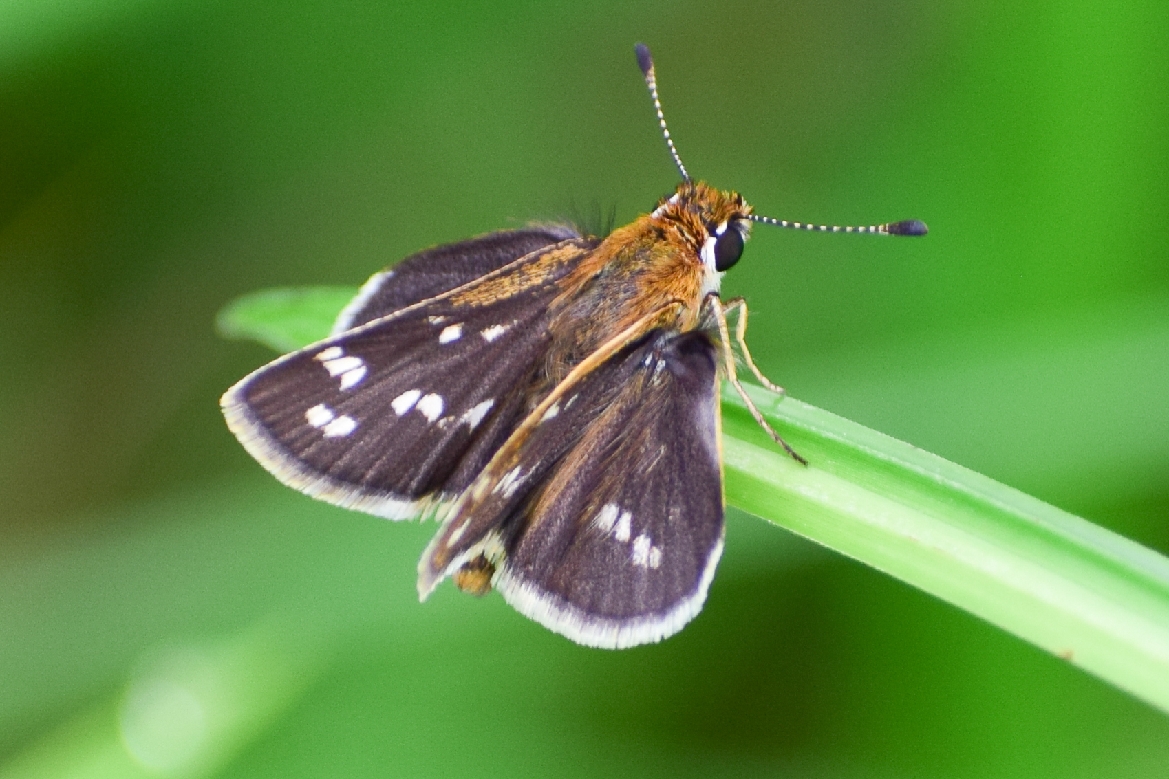 Grey-Veined Grass Dart