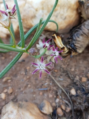 Asclepias stellifera