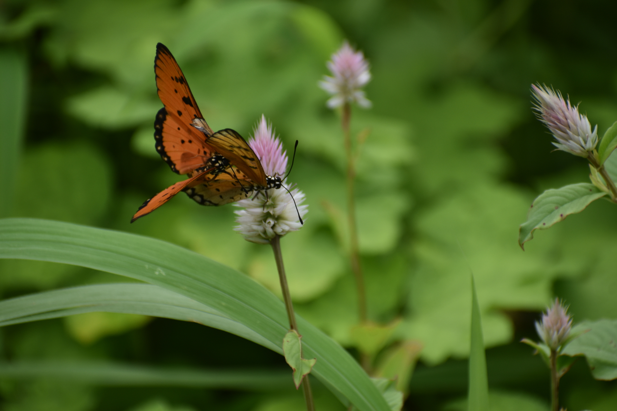 Tawny Coster
