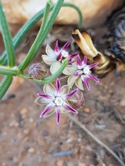 Asclepias stellifera