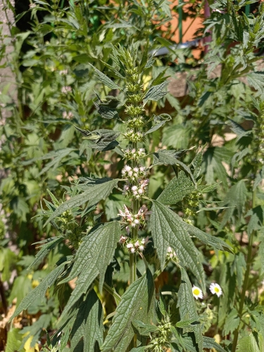 common motherwort