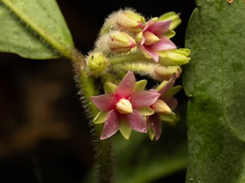 Ardisia villosa observed 2025-06-21