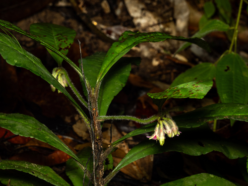 Ardisia villosa, photograph 1