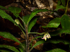Ardisia villosa, photograph Samuel Lee, CC BY, iNaturalist via GBIF