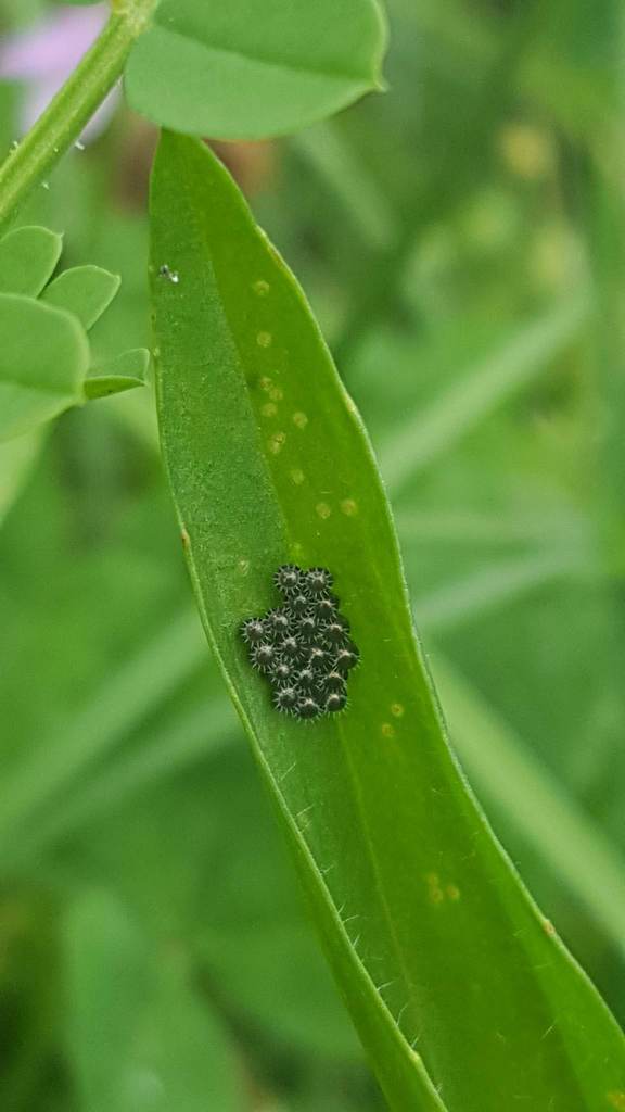 Podisus