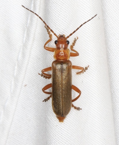 Red-spotted soldier beetle