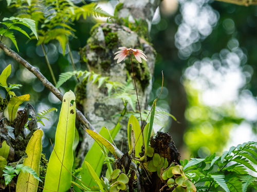 Bulbophyllum lepidum, photograph 3