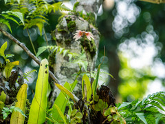 Bulbophyllum lepidum, photograph (c) Samuel Lee, some rights reserved (CC BY)