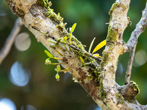 Dendrobium pachyphyllum, photograph 2