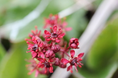 Micranthes purpurascens