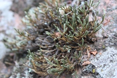 Selaginella weatherbiana