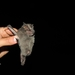 Thomas's Broad-nosed Bat - Photo (c) Diego Torres Arboleda, some rights reserved (CC BY-NC), uploaded by Diego Torres Arboleda