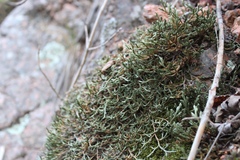 Selaginella weatherbiana
