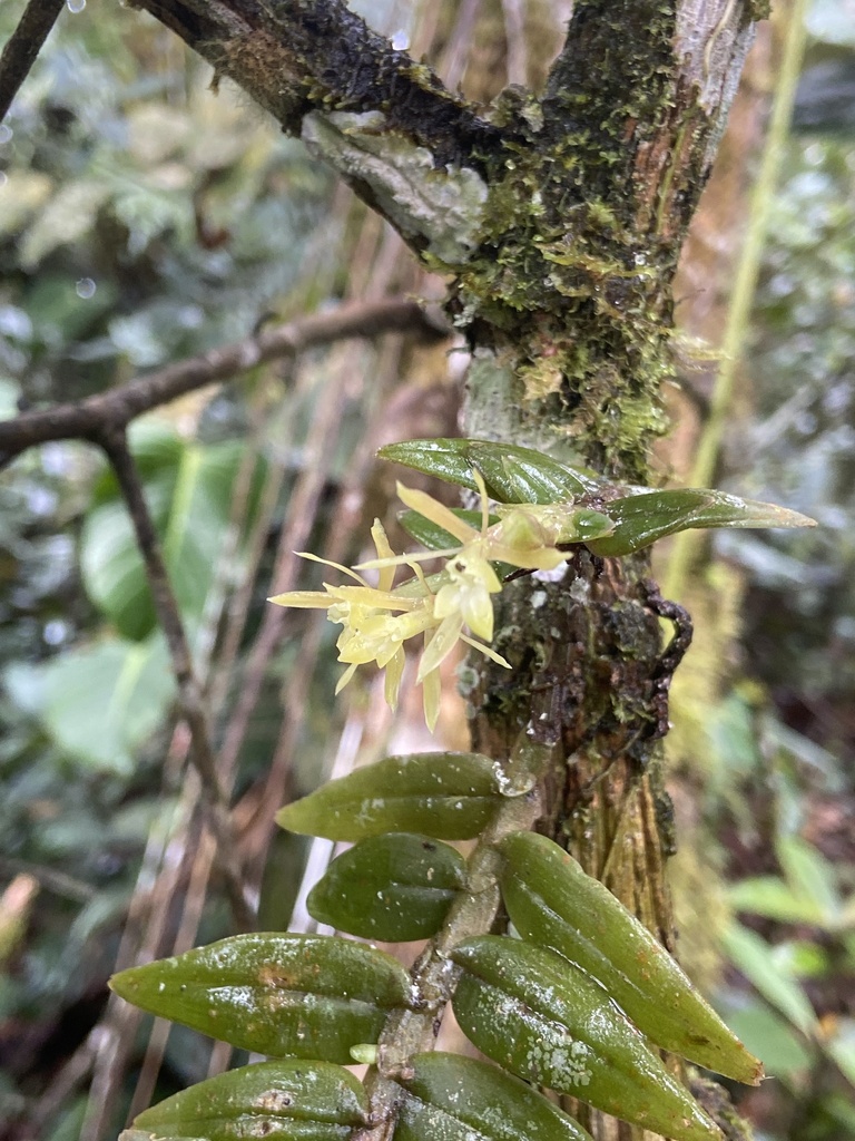 Epidendrum macasense Hágsater & Dodson 3