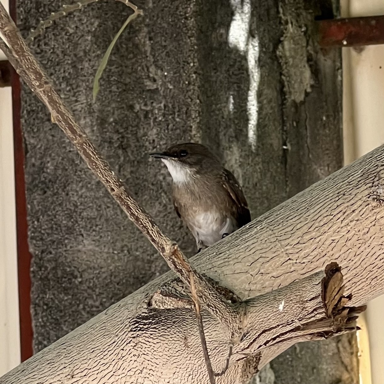 Swamp Flycatcher (Muscicapa aquatica), photo 6