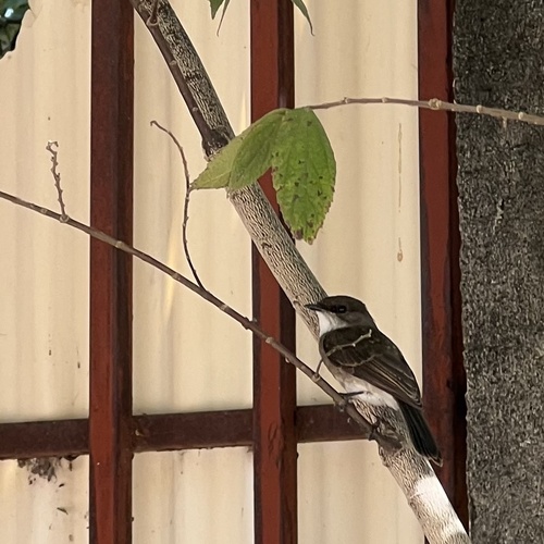 Swamp Flycatcher (Muscicapa aquatica), photo 4
