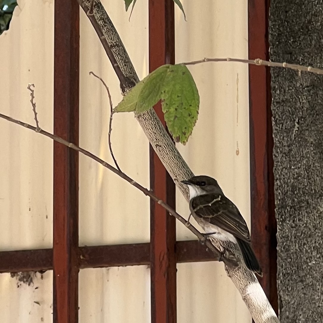 Swamp Flycatcher (Muscicapa aquatica), photo 7