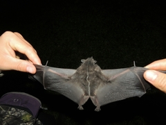 Platyrrhinus dorsalis