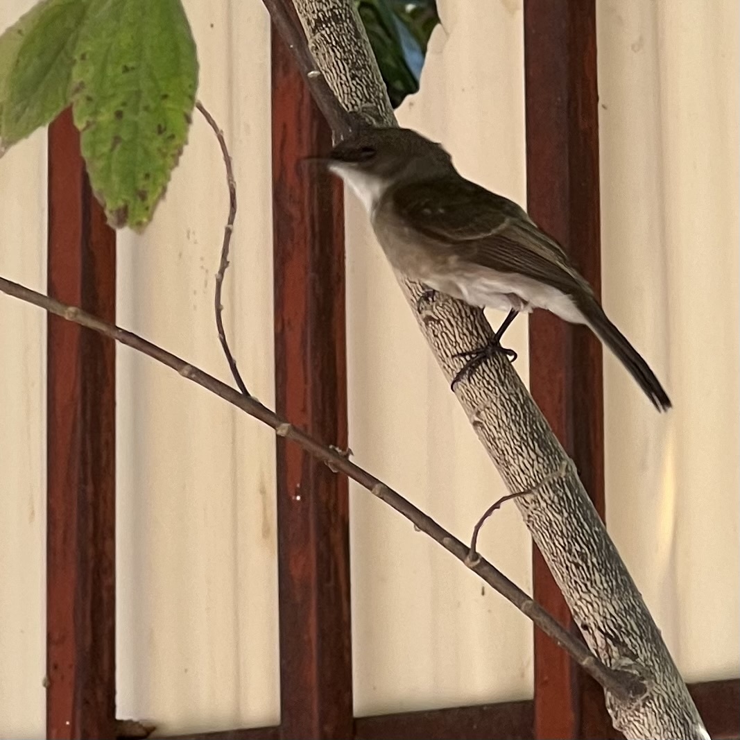 Swamp Flycatcher (Muscicapa aquatica), photo 8