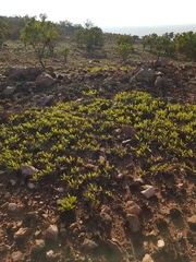 Parinari capensis capensis