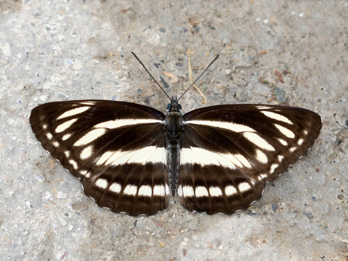 Neptis philyra