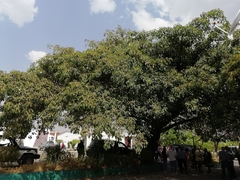 Ficus sur