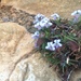 Viola arborescens - Photo (c) evami, osa oikeuksista pidätetään (CC BY-NC)
